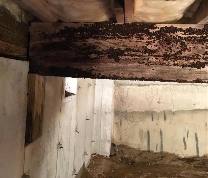 Image of mold on floor joist in a customer crawl space. 