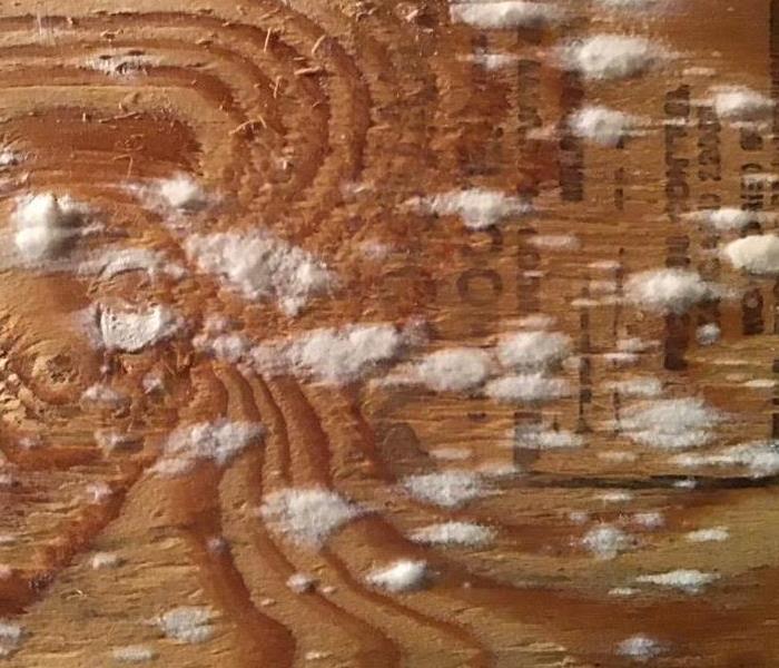 Mold on Plywood